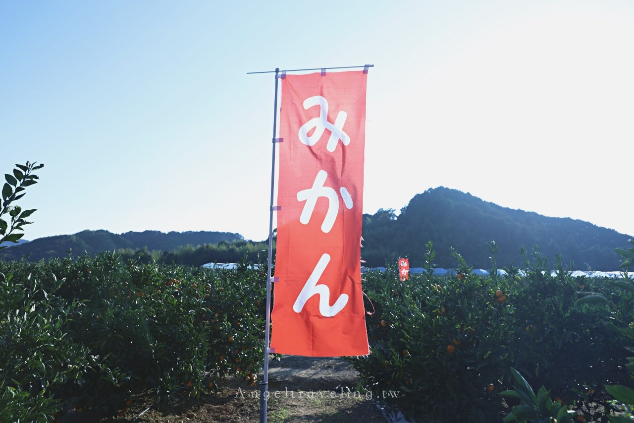 高知景點推薦》前進日本最大的橘子產地!只要600日圓,不限時間採橘子吃到飽 - 第2張圖
